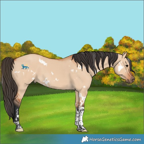 Horse Color:White Spotted Bay Dun Tobiano