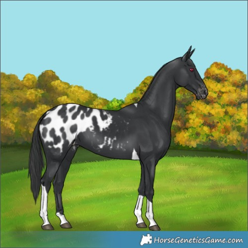 Horse Color:Black Tobiano Blanket
