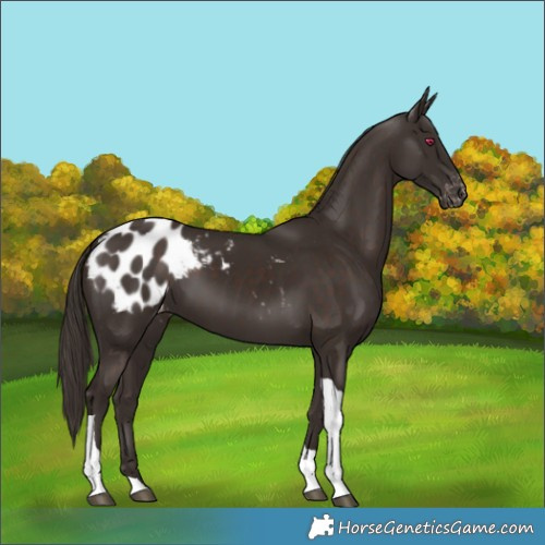Horse Color:Liver Chestnut Tobiano Blanket 