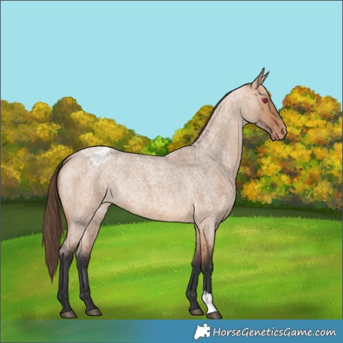 Horse Color:Bay Roan Dun Varnish