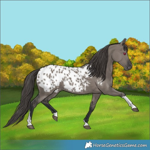 Horse Color:Grullo Tobiano Blanket 