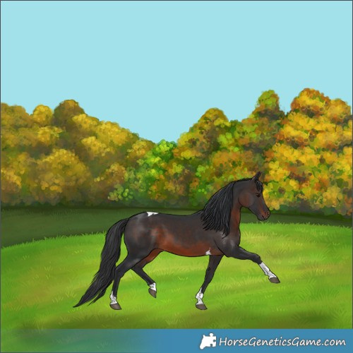 Horse Color:Brown Tobiano