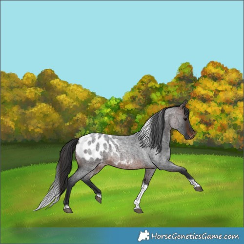 Horse Color:Brown Roan Tobiano Blanket