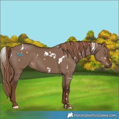 Horse Color:White Spotted Liver Red Dun 