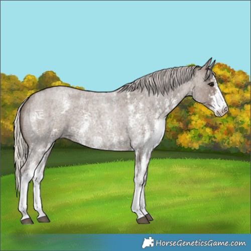 Horse Color:Silver Blue Roan Sabino 