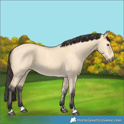 Horse Color:Buckskin Dun