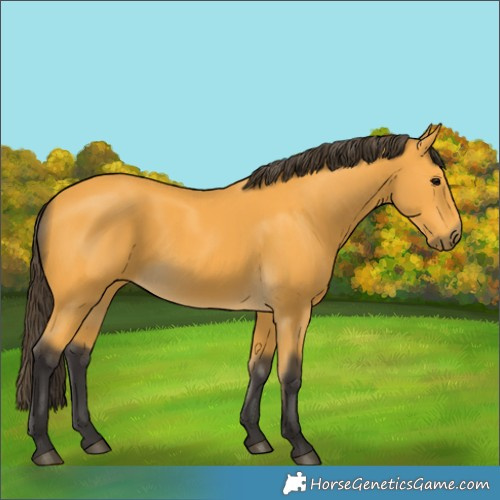 Horse Color:Buckskin