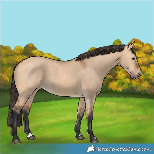 Horse Color:Bay Dun