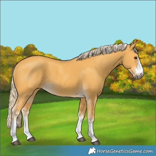 Horse Color:Palomino