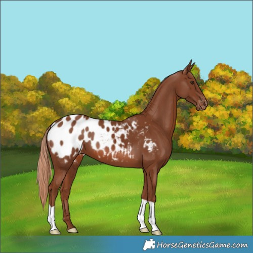 Horse Color:Chestnut Blanket
