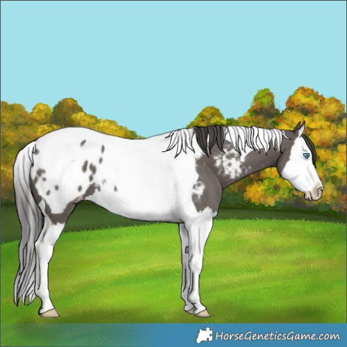 Horse Color:Grullo Splash Tobiano Near Leopard 