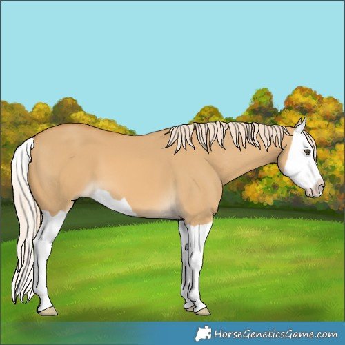 Horse Color:Palomino Dun Splash 