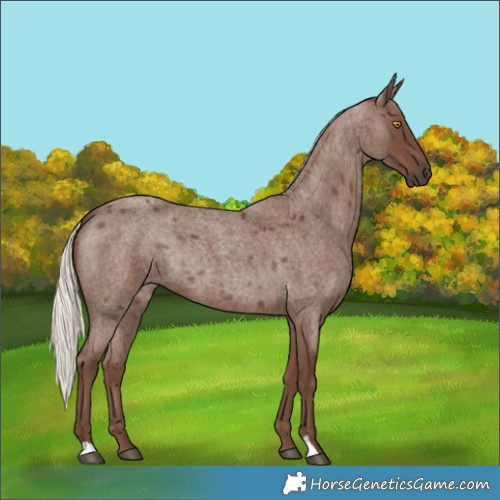 Horse Color:Silver Blue Roan 