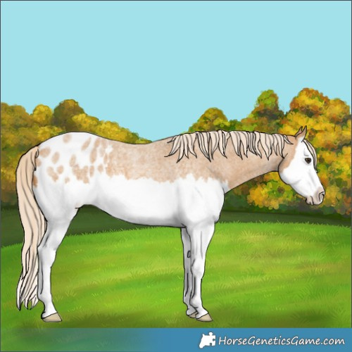 Horse Color:Palomino Roan Splash Blanket
