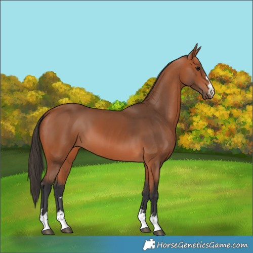 Horse Color:Bay 
