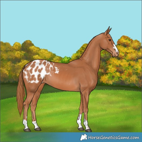 Horse Color:Chestnut Blanket