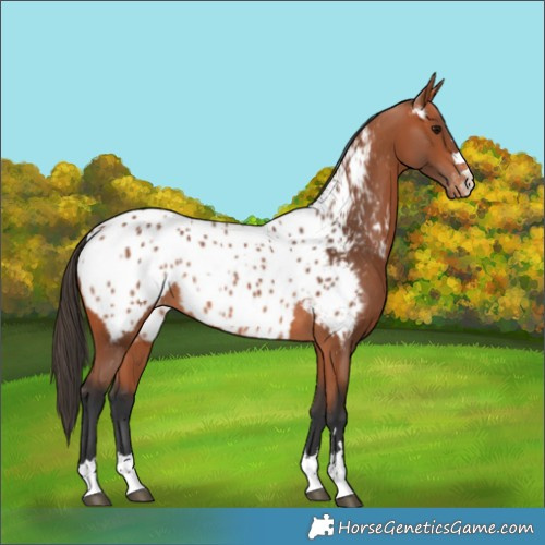 Horse Color:Bay Near Leopard 