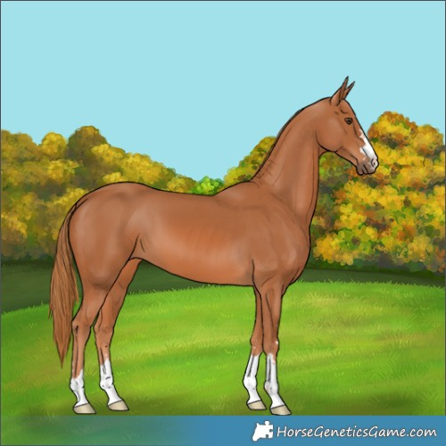 Horse Color:Chestnut 
