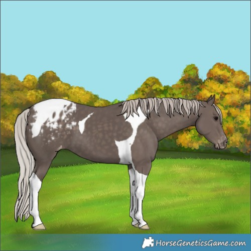 Horse Color:Silver Black Tobiano Varnish 