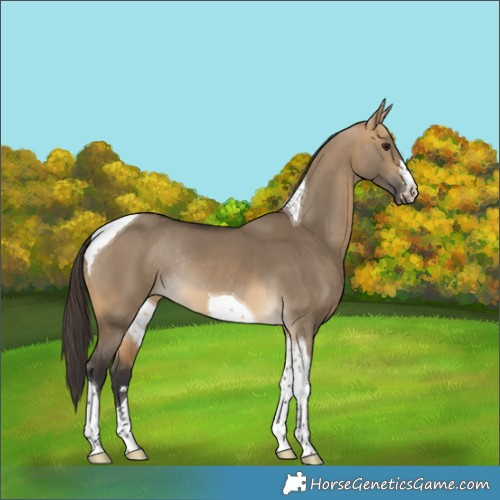 Horse Color:Buckskin Dun Tobiano Rabicano