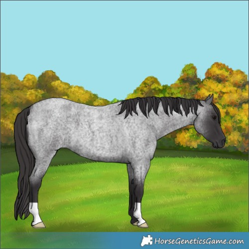 Horse Color:Smoky Blue Roan