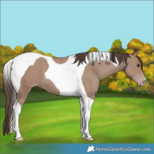 Horse Color:Classic Champagne Tobiano