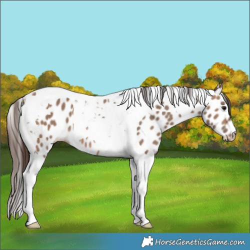 Horse Color:Brown Dun Tobiano Leopard 