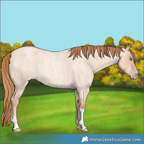Horse Color:Gold Champagne Roan Dun