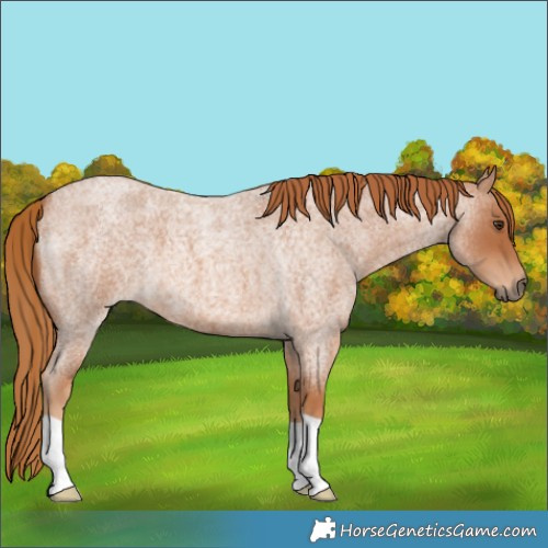 Horse Color:Red Roan
