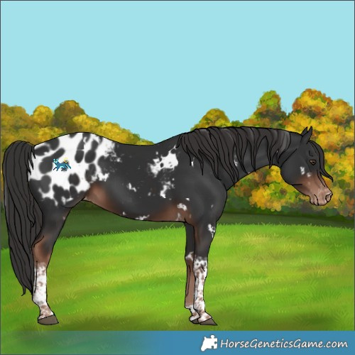 Horse Color:Unknown 