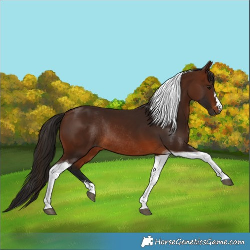 Horse Color:Gray Bay Tobiano Rabicano 