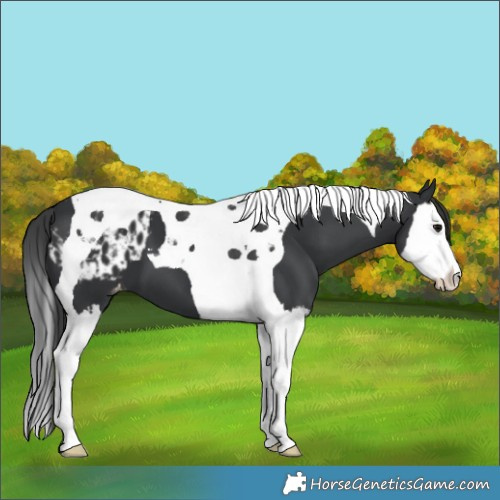 Horse Color:Black Splash Tobiano Varnish 