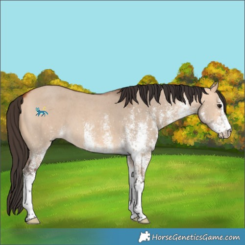 Horse Color:White Spotted Bay Dun 