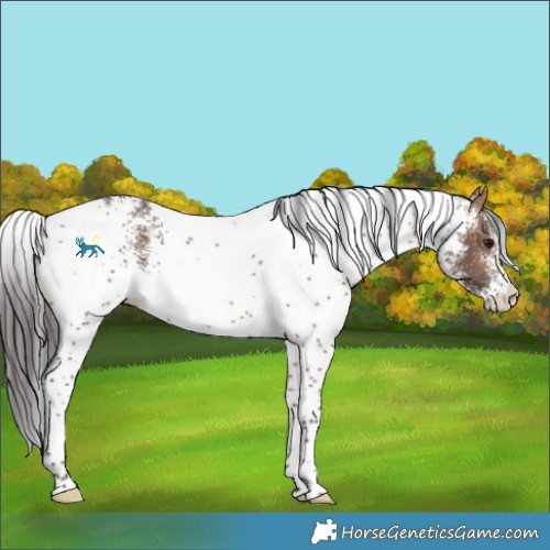 Horse Color:White Spotted Bay Dun 