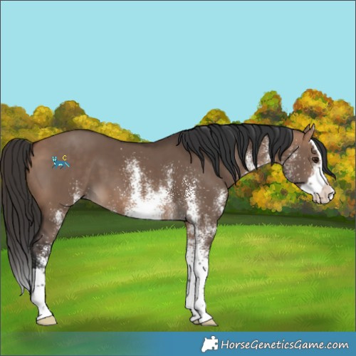 Horse Color:White Spotted Bay Dun Splash