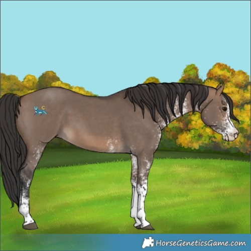 Horse Color:White Spotted Brown Dun 