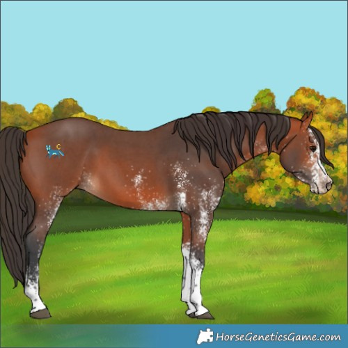 Horse Color:White Spotted Bay