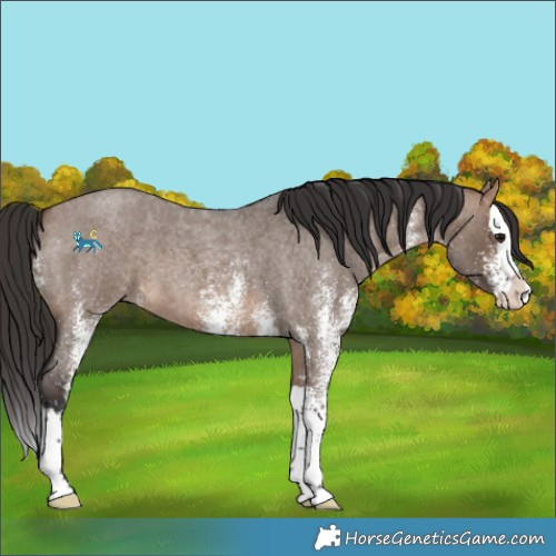 Horse Color:White Spotted Bay Roan Dun Splash 