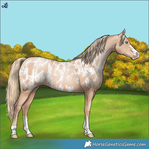 Horse Color:Gold Champagne Pearl Rabicano  and Gold Champagne Pearl Near Leopard Rabicano 