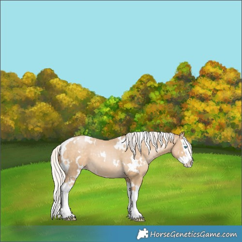Horse Color:White Spotted Silver Buckskin Pearl Splash
