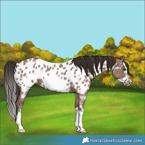 Horse Color:Liver Red Dun Sabino Splash Frame Near Leopard Rabicano 