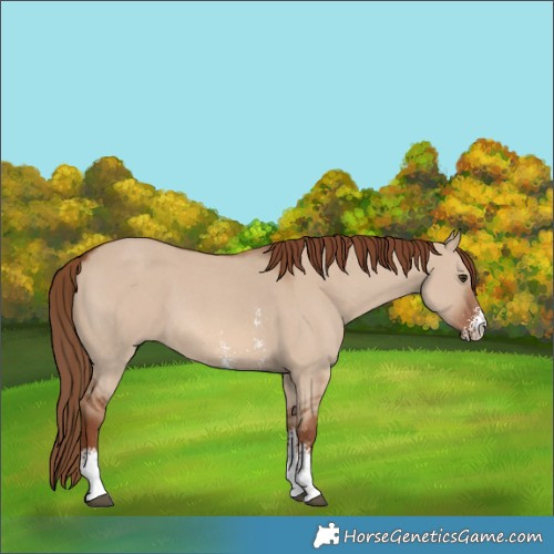 Horse Color:Red Dun Sabino