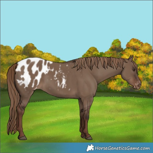 Horse Color:Liver Red Dun Blanket Rabicano 