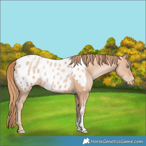 Horse Color:Gold Champagne Pearl Sabino Blanket Rabicano 