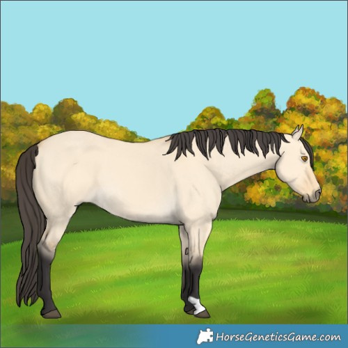 Horse Color:Buckskin Dun