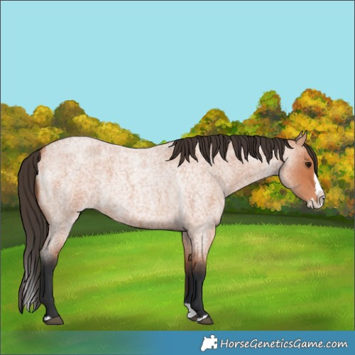 Horse Color:Bay Roan Splash
