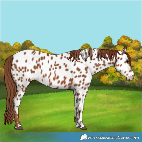 Horse Color:Chestnut Near Leopard 