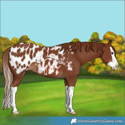 Horse Color:Chestnut Splash Blanket 