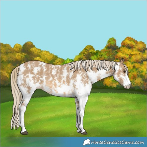 Horse Color:Chocolate Palomino Dun Sabino