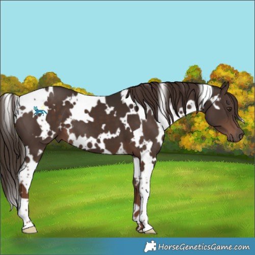 Horse Color:White Spotted Liver Chestnut